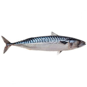 Titus / Mackerel Fish