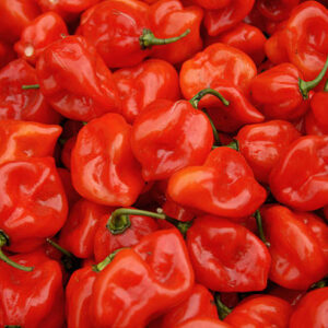 Bonnet Pepper