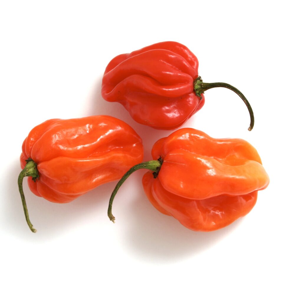 Bonnet Pepper