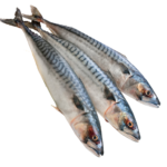 Mackerel Fish