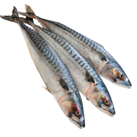 Mackerel Fish