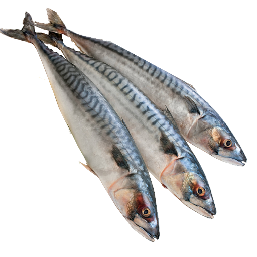 Mackerel Fish