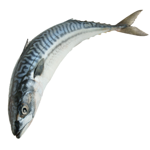 Mackerel Fish