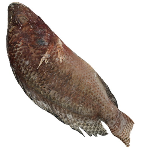 Tilapia Fish (Large)